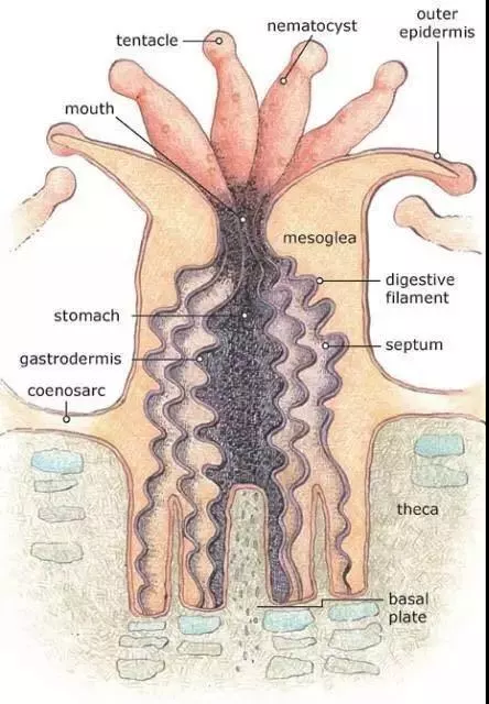 這一片珊瑚礁是紙做的？